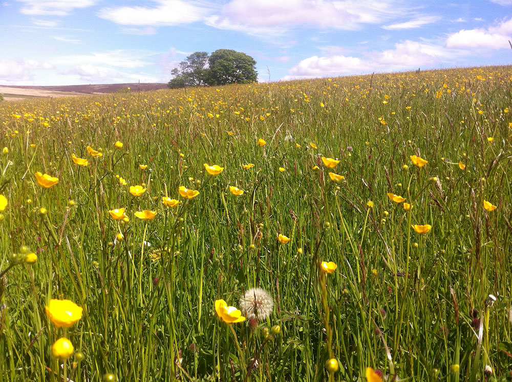 Hay meadow - buttercups
