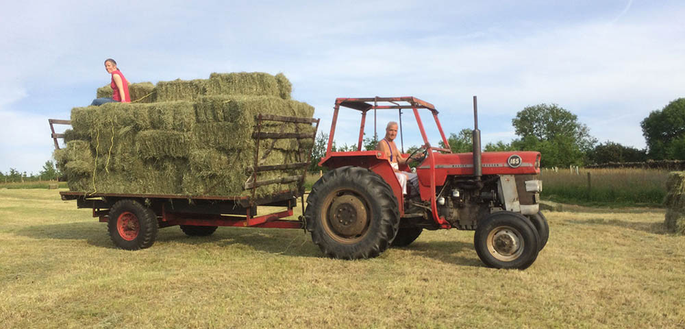 Traditional Hay