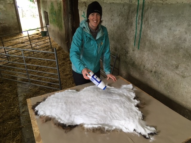 Curing the sheepskins with salt.