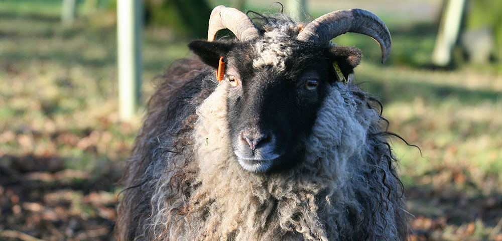 North Ronaldsay Sheep