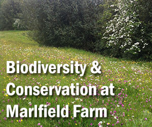 Biodiversity & Conservation