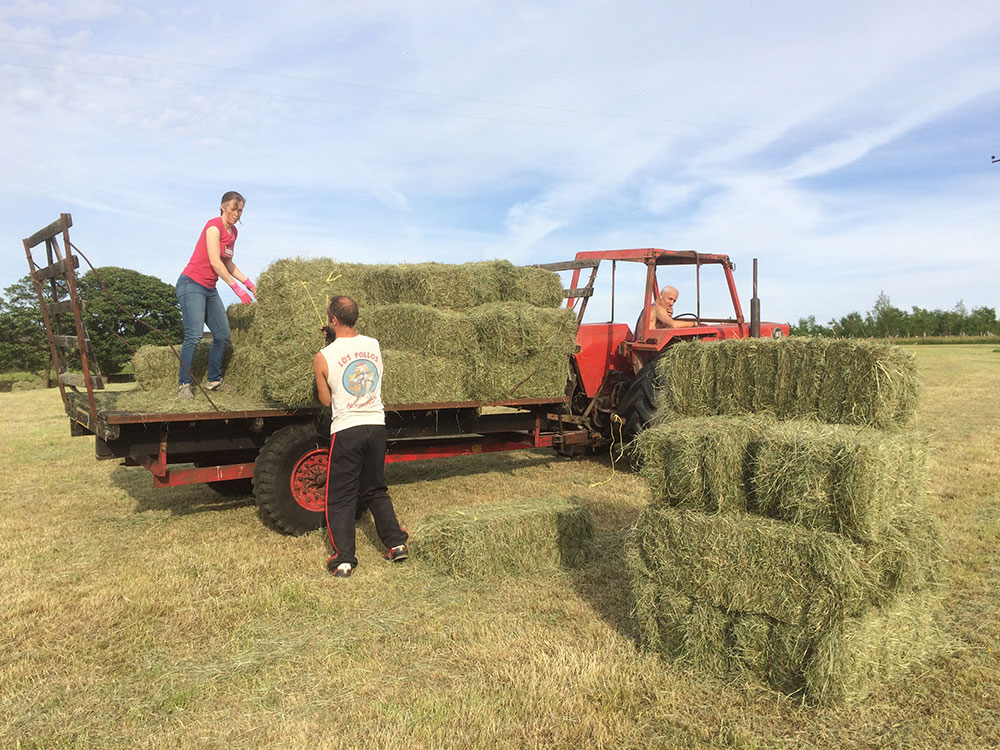 Collecting hay