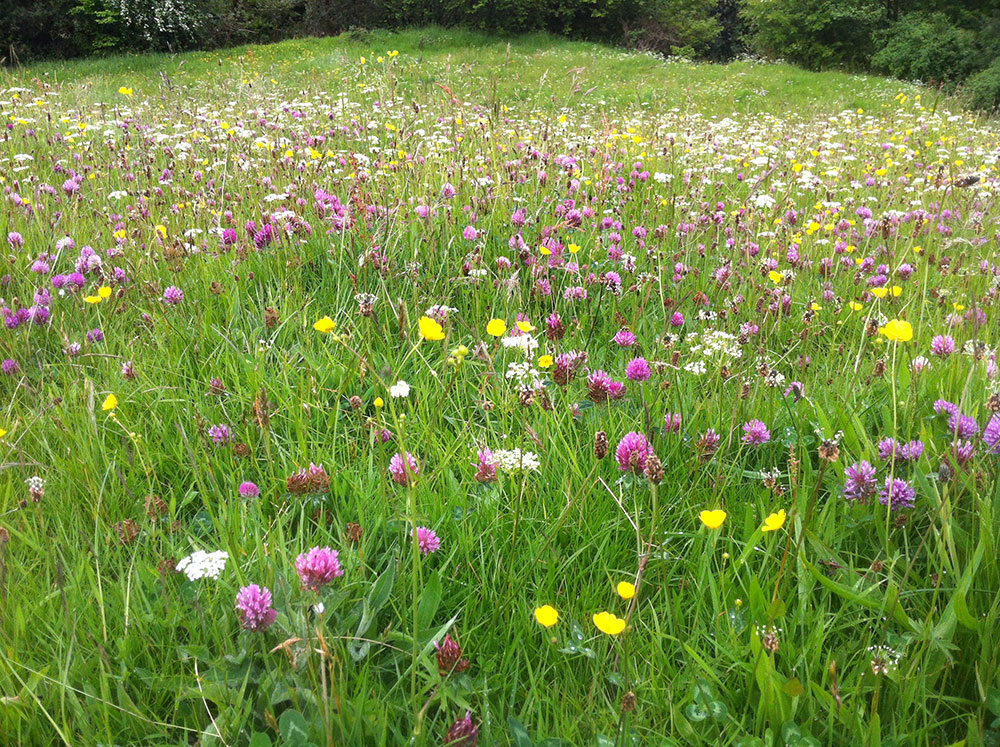 Hay meadow - clover