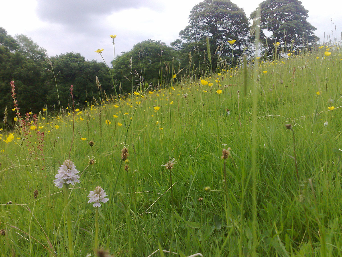 Biodiversity & Conservation at Marlfield Farm - Orchids and buttercups