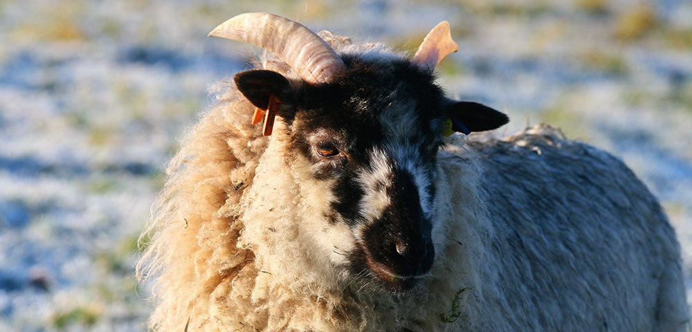 Boreray Sheep