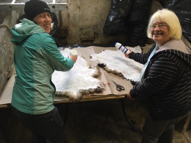 Curing the sheepskins with salt in the shippon.
