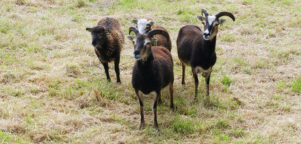 Soay Sheep For Sale