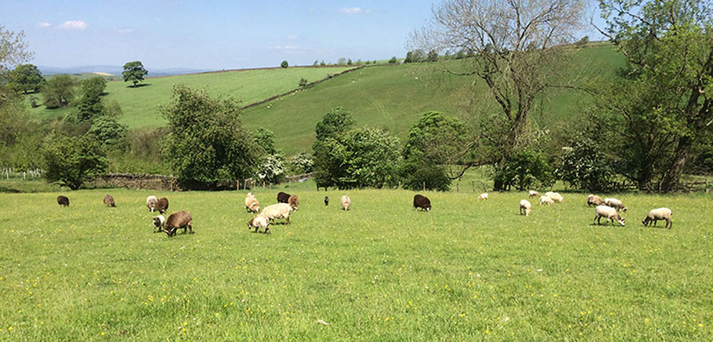 Conservation Grazing