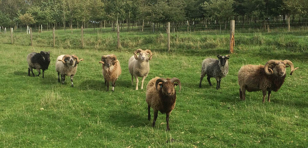 Rare Breed Sheep